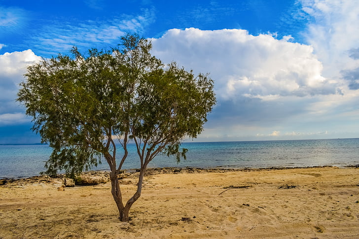 tree, beach, sea, sky, clouds, nature, horizon