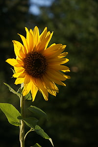bunga matahari, kuning, bunga, tanaman, musim panas, alam