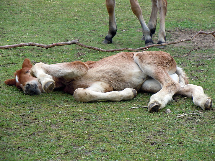 foal, นอนหลับ, ผ่อนคลาย, ลูกสัตว์