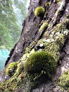 arbre, point de riz, vert, écorce, nature, tronc, lichens