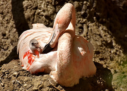 Flamingo, unga, kycklingar, Mama, barn, Söt, skydd