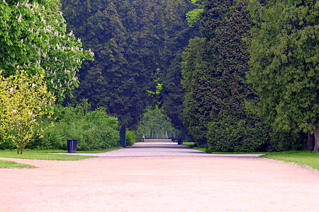 beco, Parque, árvore, o caminho, natureza, espaçador, Varsóvia