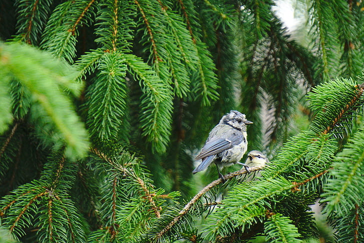 blue tit, fir, feeding, bird, wildlife
