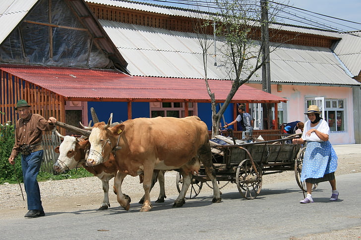nông dân, Romania, bò, Charette