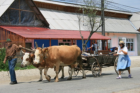 talonpojat, Romania, härkiä, Charette