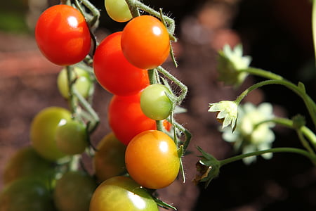 tomatoes, vegetables, red, food, nature, tomato, freshness