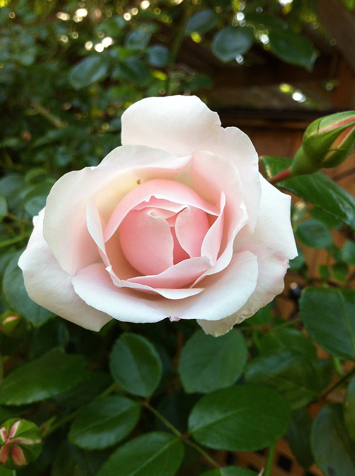 rose rose, rose pâle, fleur, Rose, Blossom, nature, appel d’offres