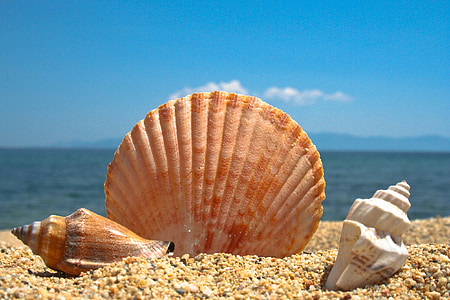 mušle, pláž, Já?, písek, modrá, zvířecí shell, léto