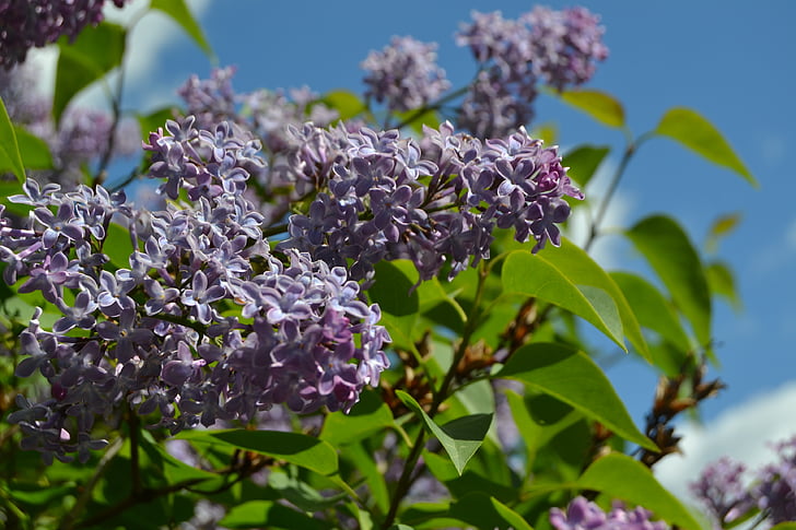 lilacs, lilac garden, nature, sweden, spring, summer