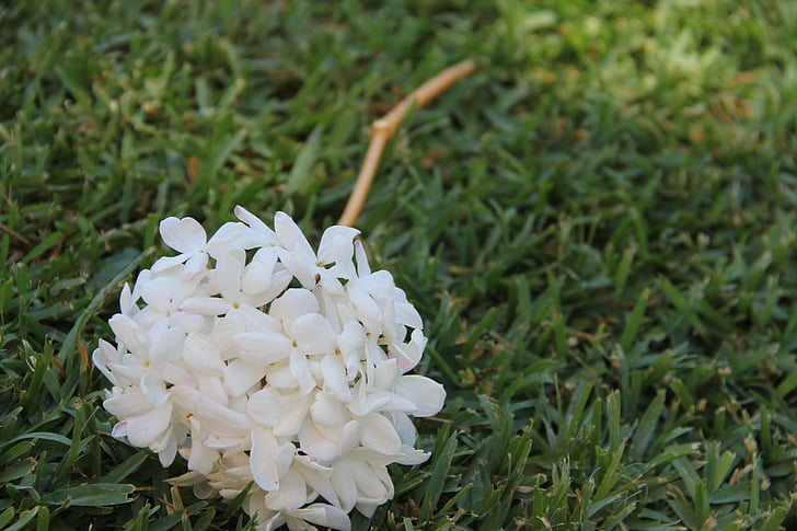 Jasmine, blomst, anlegget, natur