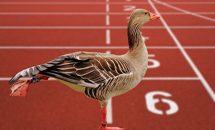 goose, bird, feather, water bird, sport, funny, sports ground