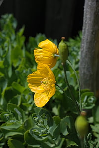 Islandská mák, květ, květ, Bloom, žlutá, mm, Papaver nudicaule