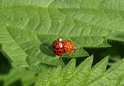 ladybug, pairing, couple, pair, insect, beetle, close