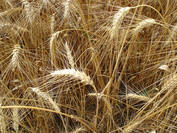 wheats, nyári, természet, táj