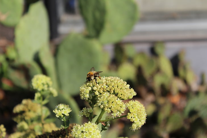 Bee, blomst, natur, insekt, Lukk, pollen, anlegget