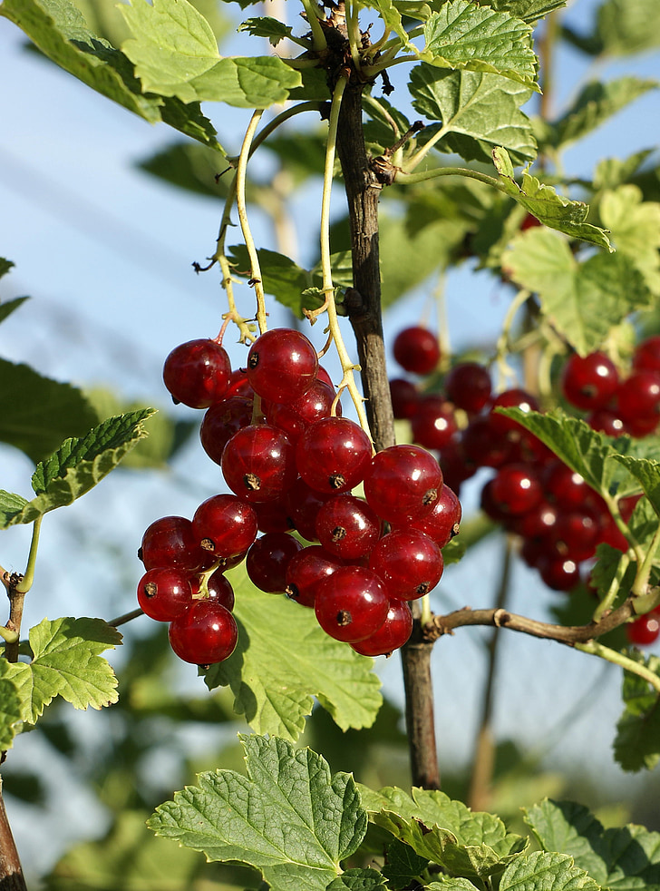 redcurrant, fruit, healthy, fresh, red, organic, eating