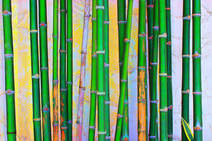bambou, vert, nature, plante, jardin, environnement, croissance