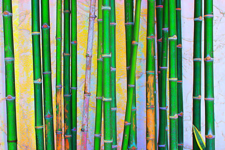 bambus, grønn, natur, anlegget, hage, miljø, vekst