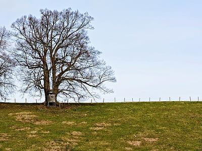 silhouette, arbre, Meadow, pâturage, clôture, individuellement, idylle