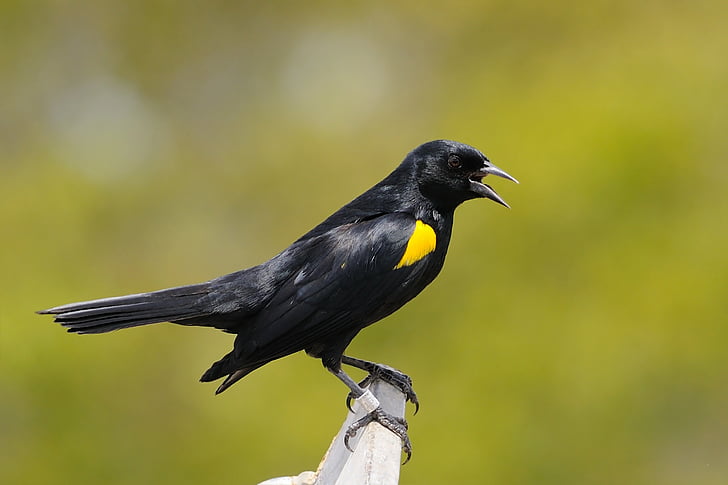 gul skulder blackbird, fuglen, Blackbird, perched, svart, dyreliv, gul