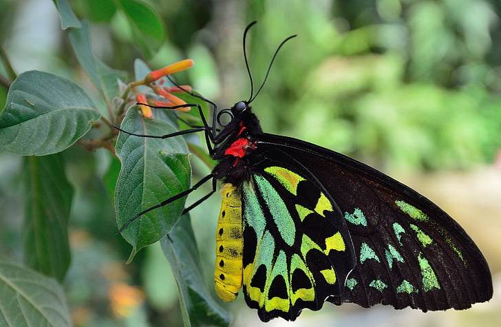 Motyl, makro, z bliska, czarny, kolorowe, nogi, owad