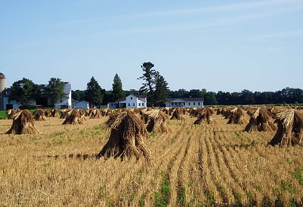 farm, country, amish, rural, agriculture, field, landscape