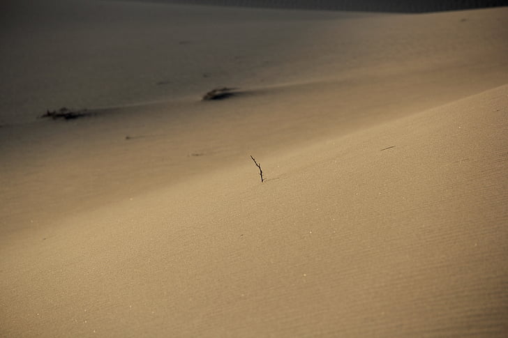 woestijn, zand, oppervlak, ochtend, tak