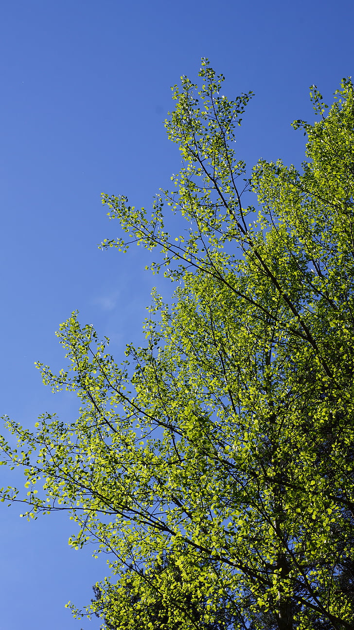 Aspen, Populus tremula, lá mới, mùa xuân, cây rụng lá, đấu thầu, ánh sáng màu xanh lá cây