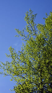 Aspen, Populus tremula, lá mới, mùa xuân, cây rụng lá, đấu thầu, ánh sáng màu xanh lá cây