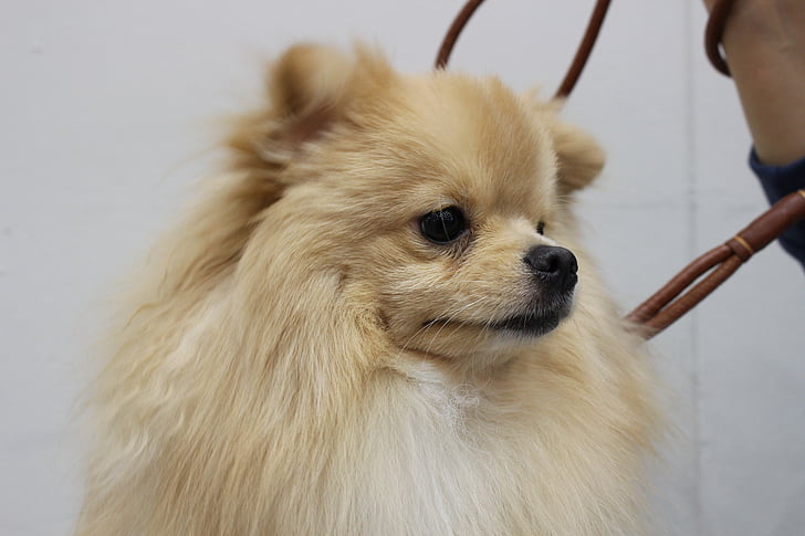 Pomeranian, yiseungbae, šteňa, ke gyeon, psie spoločník, ppome, pekný pes
