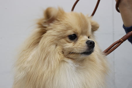 Pomeranian, yiseungbae, valp, ke en gyeon, hund-kamrat, ppome, söt hund