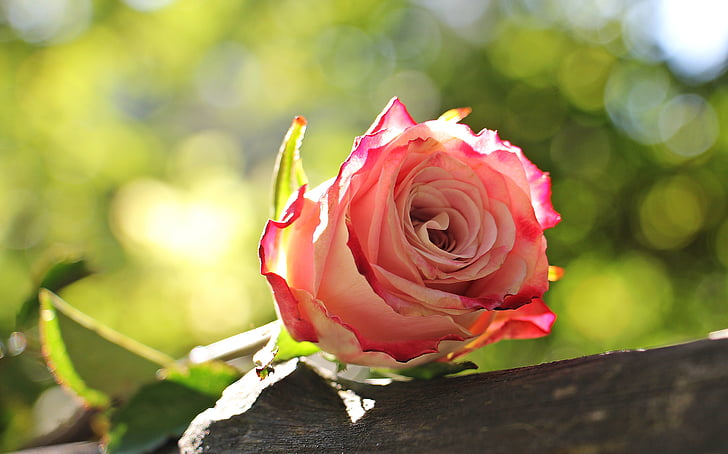 ruže, Kultúra rose, prípade druhu floribunda, ružová, biela, ružová biela, ružová biela ruža