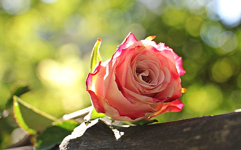 tõusis, kultuuri rose, floribunda, roosa, valge, roosa valge, roosa valge roosi