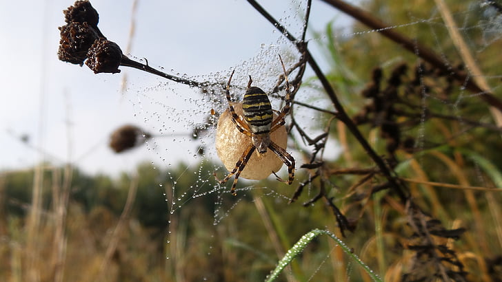 spider, nest, ball, insect, arachnid, nature, spider Web