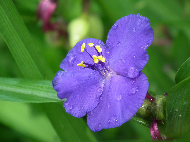 lietus lāse, violetu ziedu, augu, puķe, ūdens piliens, aizveriet, Violeta