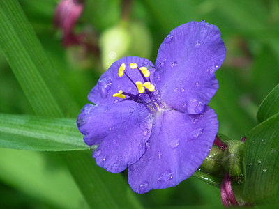 dešťová kapka, fialový květ, závod, květ, kapka vody, Zavřít, fialová