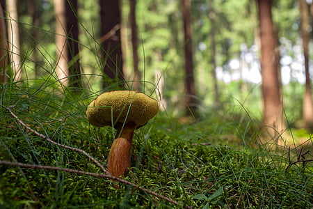 mushrooms, forest, boletus, edible, bilberry, mushroom, nature