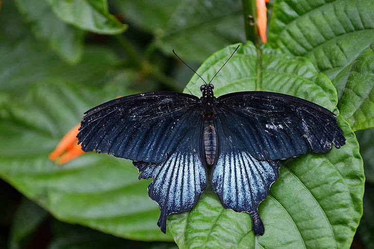 papillon, machaon, insecte, feuille, ailes, faune, nature