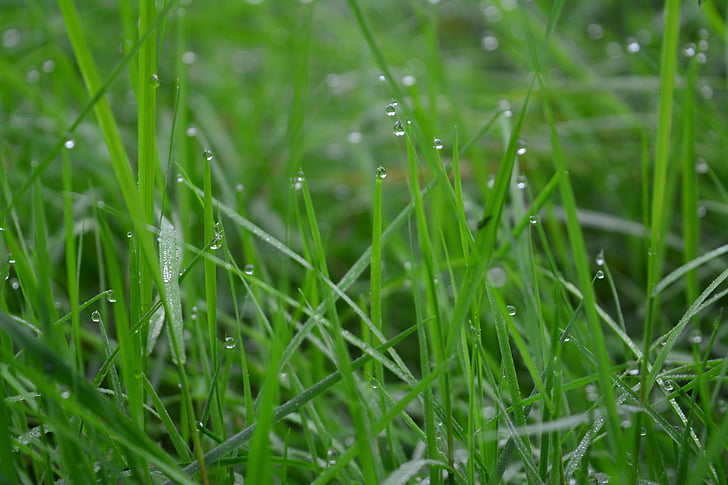 çimen, Yeşil, çiy, dewdrops, sabah, yeşil çimen, çayır