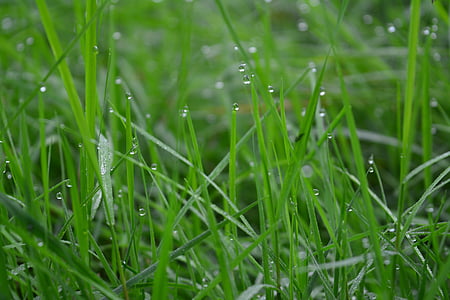grass, green, dew, dewdrops, morning, green grass, meadow