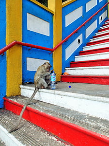 malaysia, monkey, water, bottle, steps