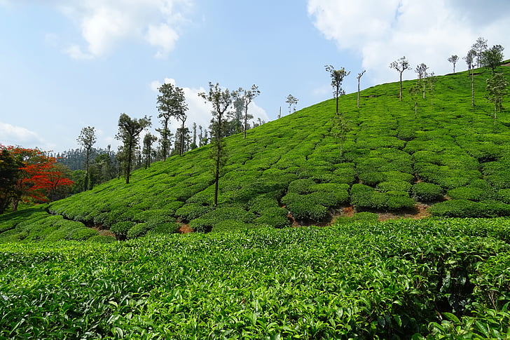 jardín de té, té, planta, plantación de, Finca, Shree ganga, Chikmagalur