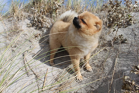 Pomeranian, Spitz miniatural, Casa de câine