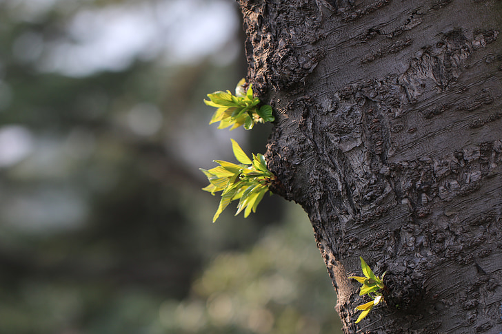 treet, spiring, våren, naturlig