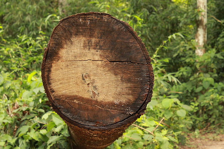 árvore, log de árvore, registro em log, madeira, log de, floresta, indústria