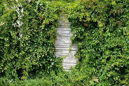 noise barrier, hedge, wall, overgrown, green, plant, road
