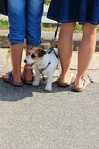 cão, pernas, knuffig, sandálias, Birkenstock, par, animal de estimação