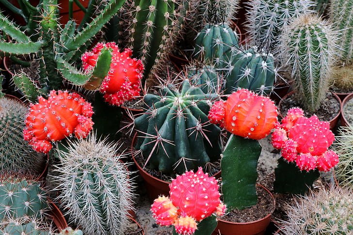 cactus, estímulo de la, planta, Espinosa, cerrar, espinos, flor de cactus
