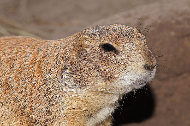 prairie dog, croissant, rodent, squirrel related, cute, north america, mexico