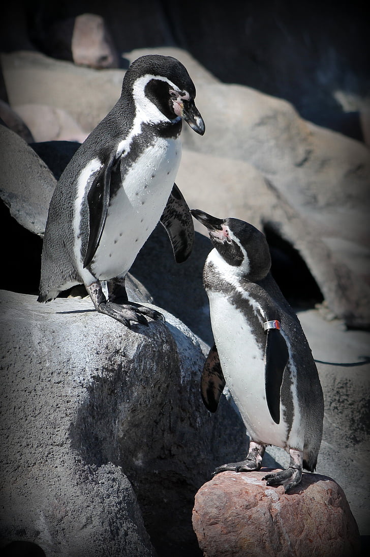 pinguin, gradina zoologica, animale, pasăre, faunei sălbatice, natura, Antarctica
